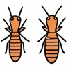 Termite Control